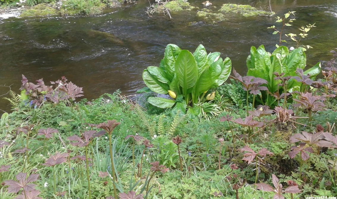 حديقة Mount Usher Gardens